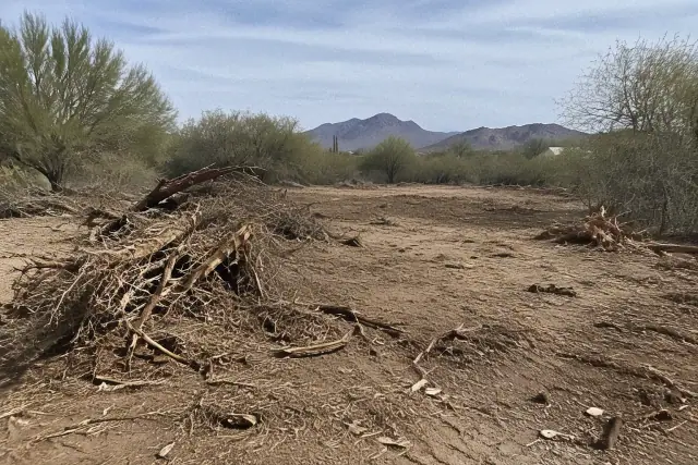 Overgrown desert lot in Mesa, AZ with shredded brush piles and freshly cleared earth.