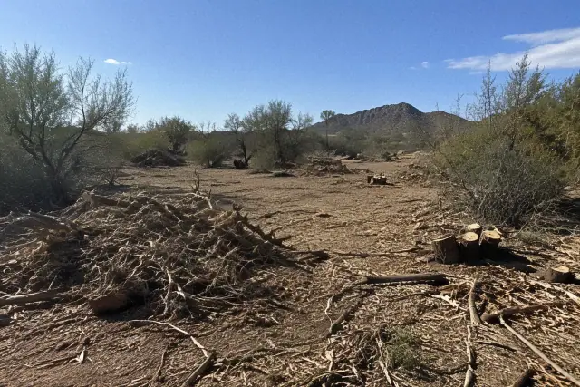 Piles of shredded brush and cut mesquite tree stumps on a land clearing job in Scottsdale, AZ.