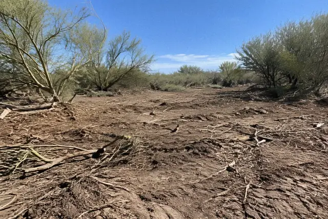 Cleared desert land with scattered woody debris and palo verde branches in Gilbert, AZ.