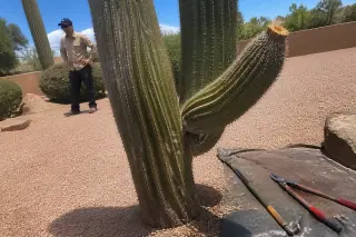 Treated cactus with fungicide residue and pruning tools on a tarp in a Phoenix, AZ yard.