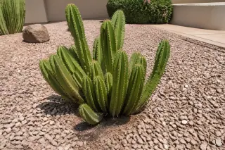 Treated cactus with groomed segments in a crushed granite yard in Phoenix, AZ.
