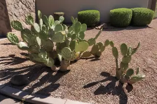 Thinning cactus cluster with clean cuts and soil amendments in a gravel yard in Phoenix, AZ.