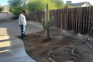 Worker inspecting a staked cactus transplant with burlap remnants and crushed granite in a Phoenix, AZ yard.