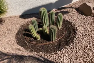 Freshly transplanted cactus with an organic mulch ring and irrigation tubing in a Phoenix, AZ yard with crushed granite.