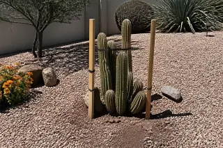 Transplanted cactus supported by stabilizing stakes in a desert yard with crushed granite in Phoenix, AZ.