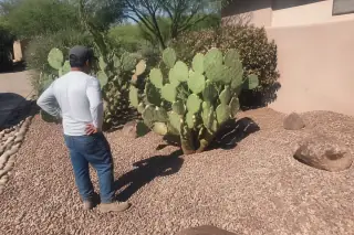 Worker checking neatly trimmed cactus pads and cleared debris in a gravel yard in Phoenix, AZ.