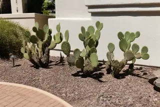 Thinned cluster of cacti in a landscape with crushed volcanic granite in Phoenix, AZ.