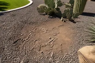 Raked decorative gravel and disturbed soil near a thinned cactus cluster in a Phoenix, AZ yard.
