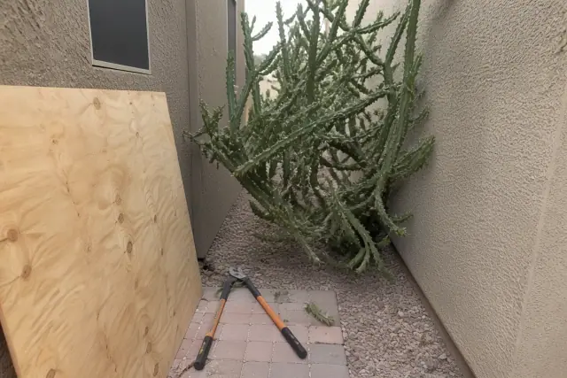 Overgrown cactus being removed in a narrow stone-paved side yard alleyway in Phoenix, AZ.