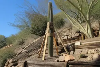 Upright saguaro cactus secured with wooden stakes and burlap on a sloped hillside in Phoenix, AZ.