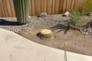 Fibrous core of a removed saguaro cactus stump in a desert yard in Phoenix, AZ.