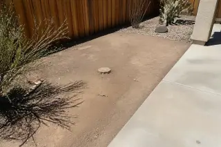 Cleanly pruned cactus base and raked soil between a concrete patio and wooden fence in Phoenix, AZ.