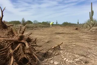 Freshly removed root balls and cleared earth with scattered quartz pebbles at a Phoenix, AZ construction site.