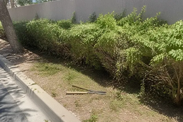 Hedge shears and untrimmed shrubs during a landscaping project in Phoenix, AZ.