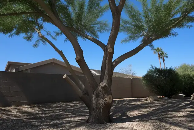 Crown raising on a mature tree showing pruned lower branches at a work site in Phoenix, AZ.