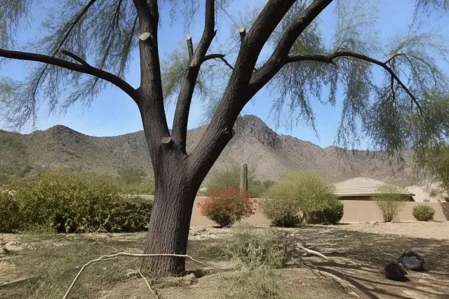 Technician performing crown reduction tree trimming in Phoenix, AZ, with a desert mountain backdrop.