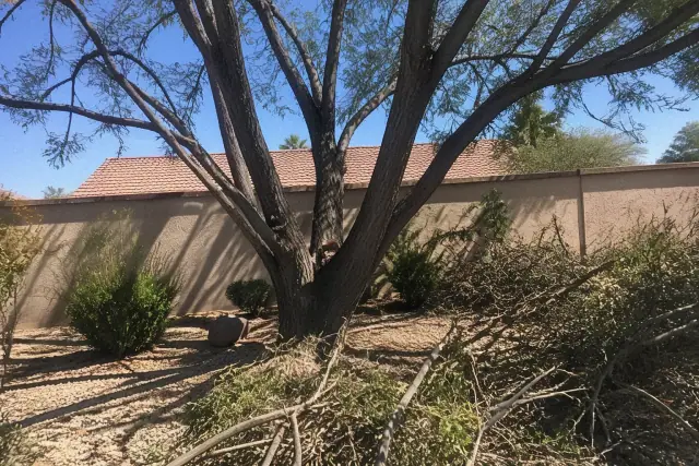 Crown thinning and pruned wood piles at the base of a tree on a gravel landscape in Phoenix, AZ.