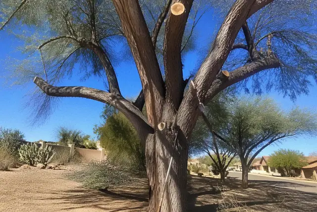 Fresh pruning cuts on the trunk and lower branches of a tall tree during deadwood removal in Phoenix, AZ.