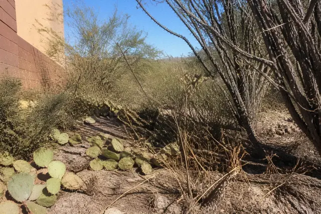 Overgrown creosote bushes and wild desert vegetation needing cleanup at a residential site in Phoenix, AZ.
