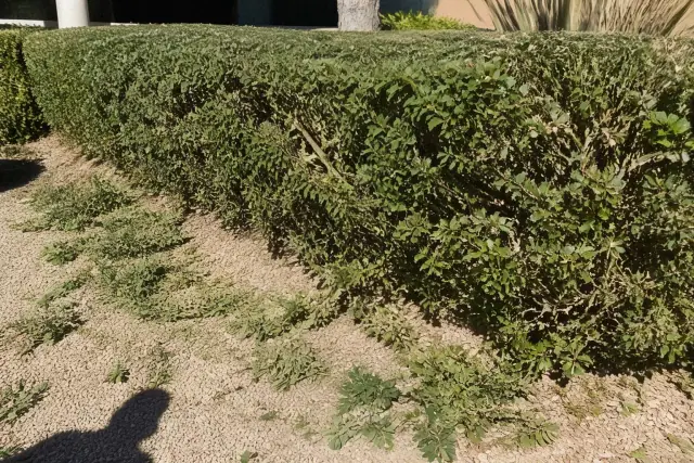 Structural pruning of native desert shrubs with hedge shears on decomposed granite in Phoenix, AZ.