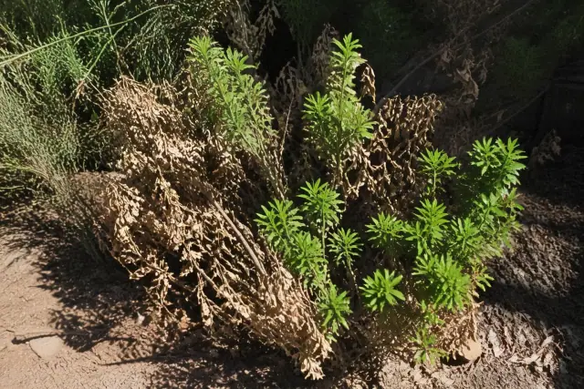 Shrub with frost-damaged brown leaves and vibrant new green growth in a Phoenix, AZ garden.
