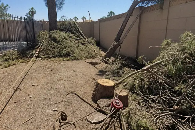 Freshly sawn wood stumps and professional rigging gear during a tree maintenance job in Phoenix, AZ.