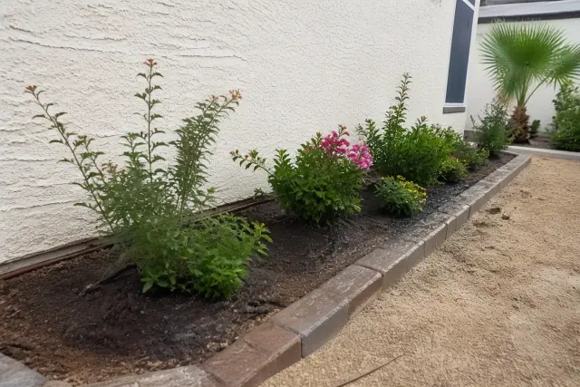 Heat-tolerant shrubs and hedges newly planted in a residential garden bed in Phoenix, AZ.
