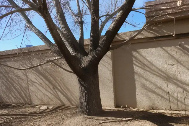 A dormant tree trunk and bare branches against a stucco wall in a residential yard in Phoenix, AZ.