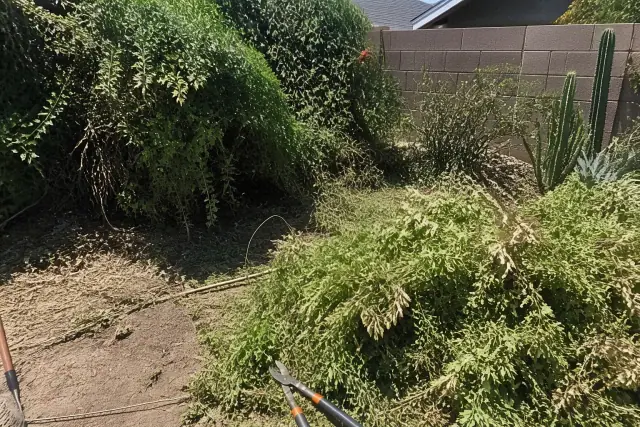 Worker using hedge shears to prune overgrown vegetation in a Chandler, AZ landscape.