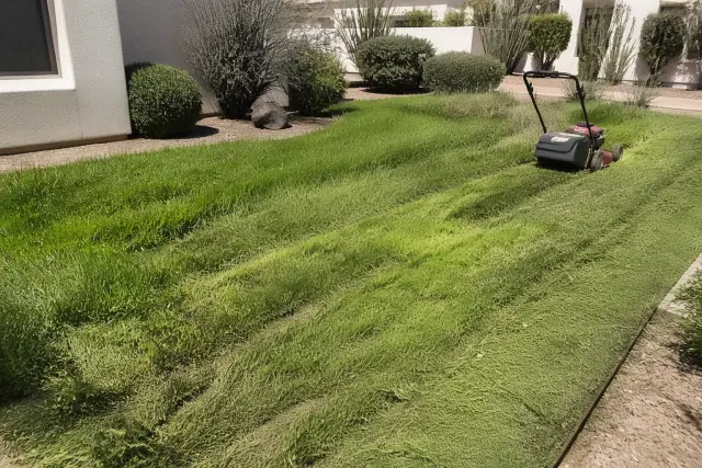 Landscape maintenance work in progress on a suburban lawn with mower tracks and fresh clippings in Mesa, AZ.