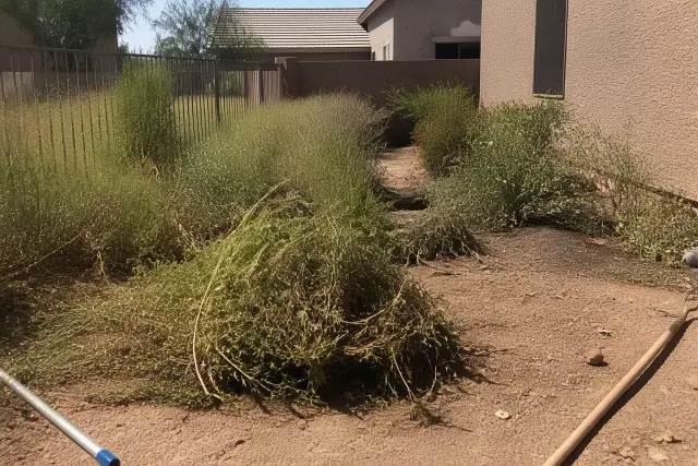 Landscaper clearing overgrown vegetation and pruning agave plants in a yard in Peoria, AZ.