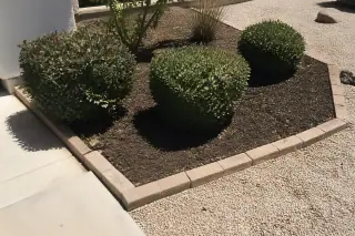 Pruned shrub with fresh mulch and stone edging in a Phoenix, AZ landscape.