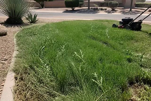 Overgrown lawn with weeds and a mower in front of a residential house in Glendale, AZ.