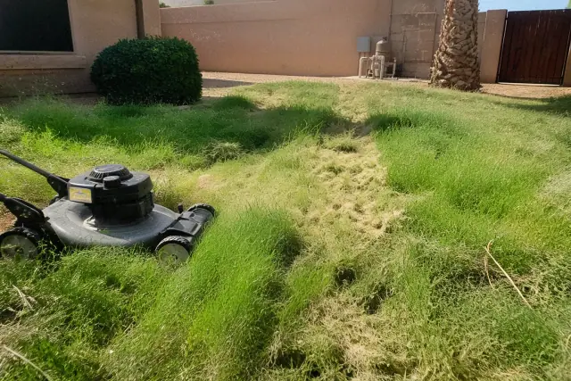 Uneven, dry lawn with weeds and thatch next to a stucco wall in Chandler, AZ.