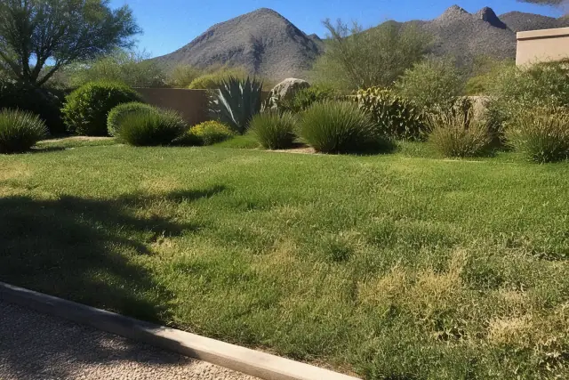 Neglected lawn with weeds and thatch in front of desert landscaping and mountains in Paradise Valley, AZ.