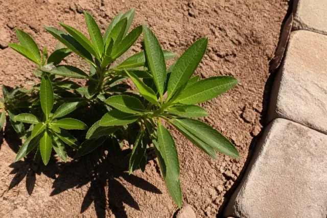 Leaf shape and flowers growing in a stone-edged garden planter bed in Phoenix, AZ.
