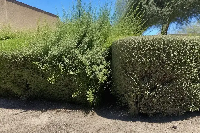 A row of untrimmed shrubs in Phoenix, AZ, showing uneven growth patterns against sun-bleached desert soil.