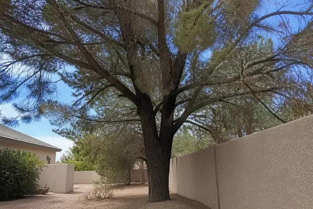 Mature tree canopy base with dry desert soil and stucco walls in Phoenix, AZ.