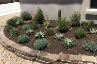 Ornamental flowering plants and succulents in a stone-edged garden bed with mulch and granite in Phoenix, AZ.