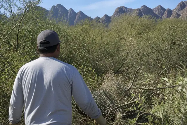 Landscaper clearing dense weeds and wild vegetation in Phoenix, AZ.