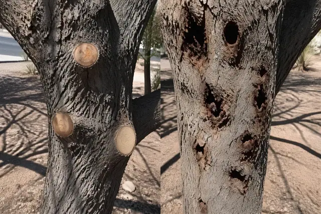 Comparison of clean pruning cuts and harmful climbing-spike damage on a tree trunk in Phoenix, AZ.