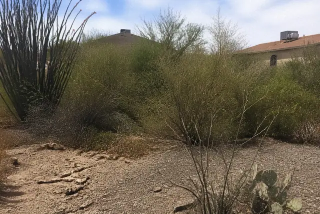 Overgrown corner of a quarter-acre yard with weeds and desert flora in Phoenix, AZ.