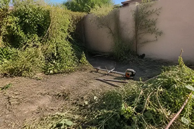 Professional residential landscape maintenance clearing overgrown weeds and foliage in a Phoenix, AZ yard.