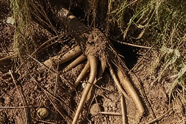 Close-up of thick plant roots and rhizomes emerging from sun-bleached desert soil in a Phoenix, AZ yard.