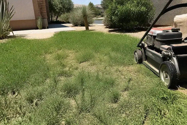 Professional lawn mower trail across a patch of thinning grass and weeds at a residential home in Phoenix, AZ.