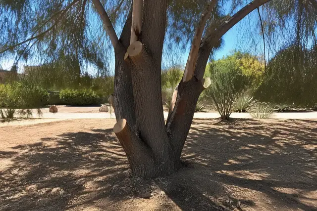 Tree trunk and pruned branches showing deadwood removal in Phoenix, AZ.