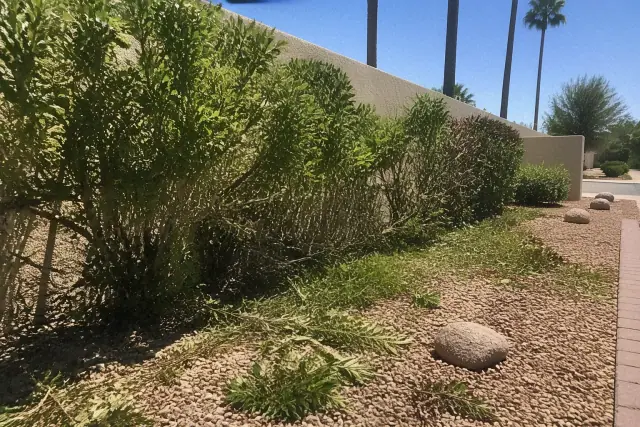 Contractor thinning out overgrown hedges in a desert xeriscape landscape in Glendale, AZ.