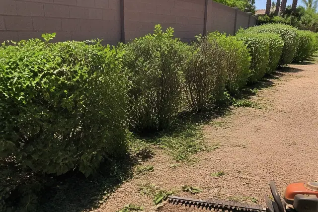 Half-pruned bushes with scattered clippings in a residential yard in Peoria, AZ.