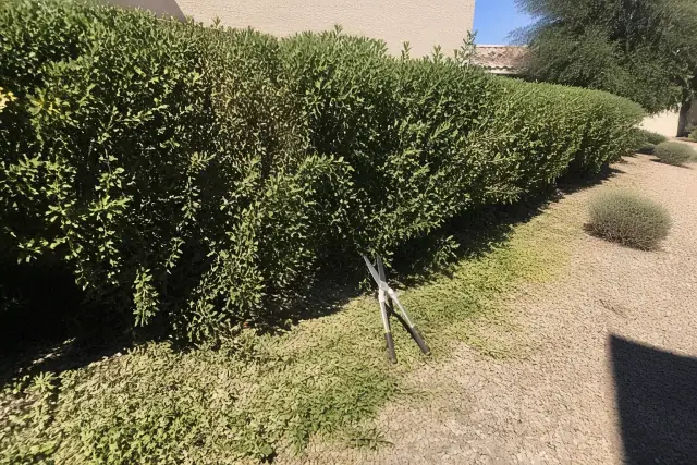 Untrimmed hedge with hedge shears and clippings on desert gravel at a jobsite in Goodyear, AZ.