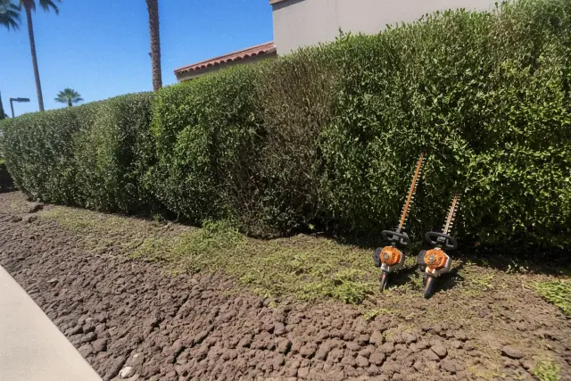 Manual hedge shears resting on a thick, uneven row of bushes during a trimming job in Scottsdale, AZ.